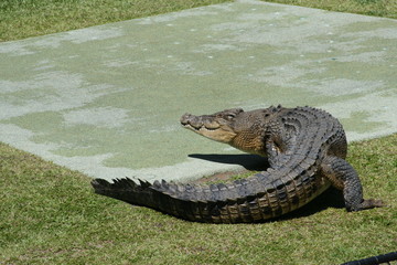 crocodile