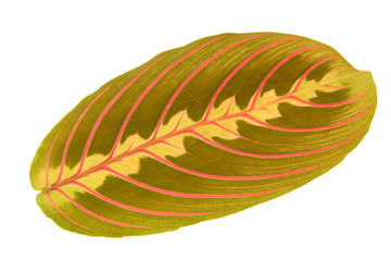 beautiful, a leaf
