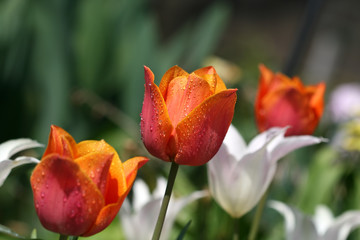 tulip garden