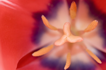 Fototapeta na wymiar tulip close-up-03
