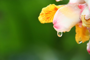 world in a drop