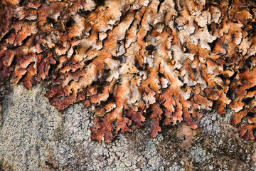 lichen