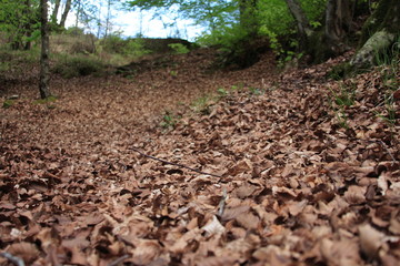 feuille