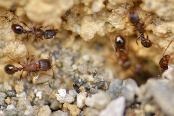 les fourmis au travail