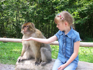 monkey