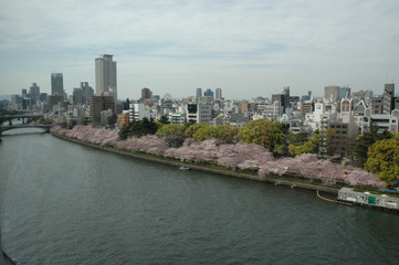 cherry blossoms in bloom