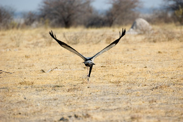starting secretary bird