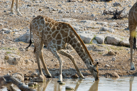 drinking giraffe
