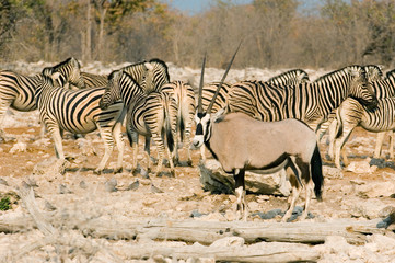 Fototapeta na wymiar oryx and zebras
