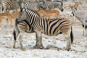 Fototapeta na wymiar Zebra i ¼rebię