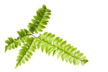 fern leaves isolated