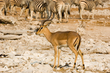 Fototapeta na wymiar male impala