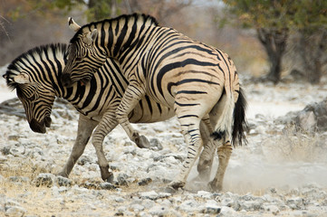 Obraz na płótnie Canvas Gryzienie zebra