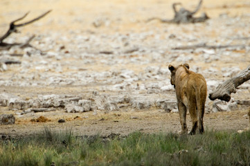 Lioness at the waterhole (Pantera Leo) © Andy-Kim Möller