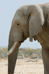 Fototapeta na wymiar portrait african elephant
