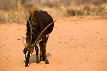 female sable antelope