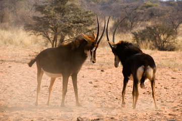 fighting antelopes © Andy-Kim Möller