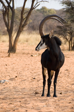 Male Sable Antelope