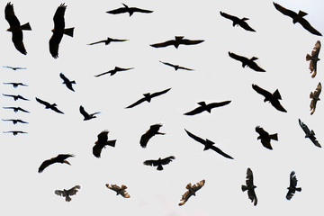 milan eagles