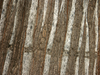 Obraz premium texture