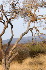 Fototapeta na wymiar Lampart w drzewie