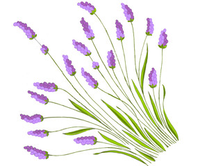 lavanda
