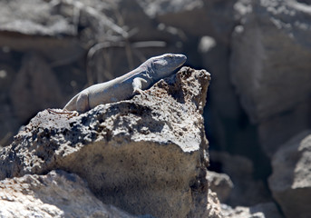 lizard