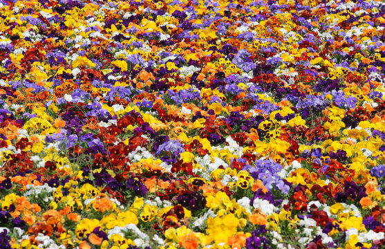 Thousands of colorful flowers look like a carpet