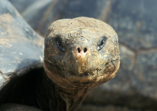 schildkr&ouml;te