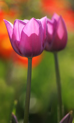 Fototapeta premium Violet tulips