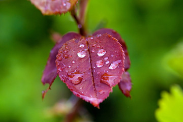 goccie su foglia rossa © ordus