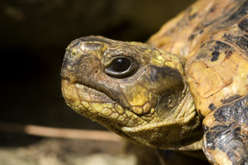 tartaruga