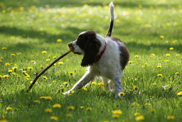 springer spaniel with a stick