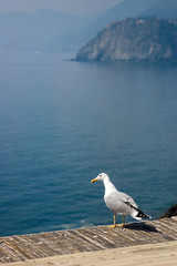 gull flying over the sea