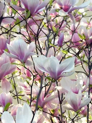Papier Peint photo Lavable Magnolia fleurs roses de magnolia