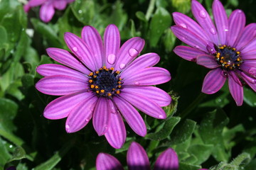 violet garden flowers with water drops