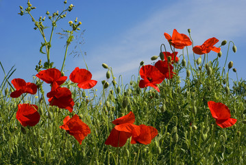 Obraz premium coquelicots