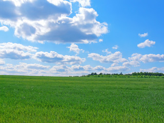wheat field over beautiful blue sky