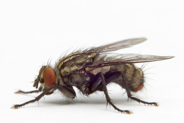 mouche