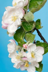 Fototapeta premium apple tree flowers