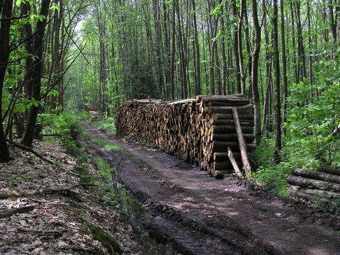 1047 - travail de b&ucirc;cherons en for&ecirc;t