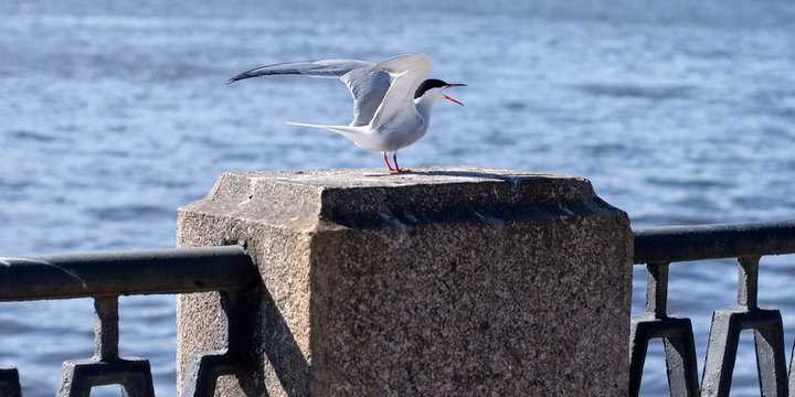 a seagull bird cry spread wings on river  railing