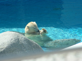 polar bear in french zoo
