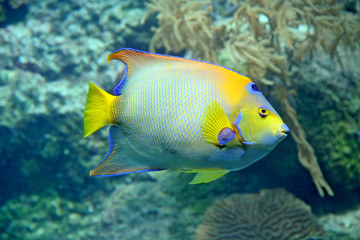 Fototapeta na wymiar tropical fish