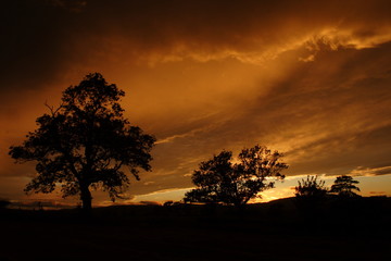 Fototapeta na wymiar drzewo, zachód słońca,