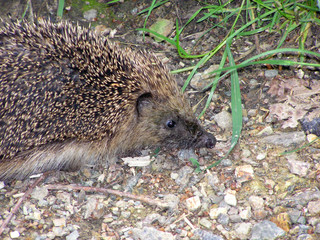 1056 - hérisson