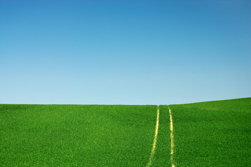 kornfeld im fr&uuml;hling