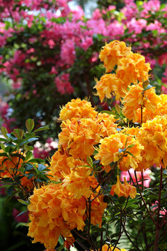 rhododendron