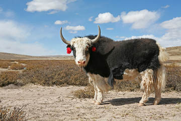 yak of the tibet