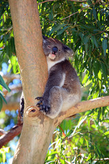 australien_07_ 0158